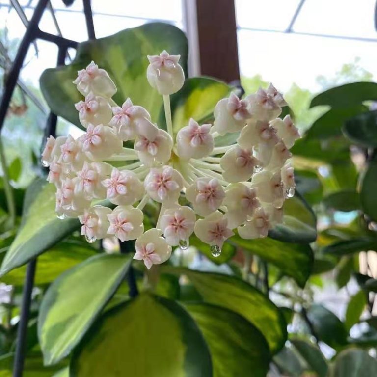 Hoya cutis-porcelana for sale - HappyForestStore