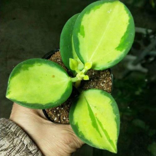 Hoya pachyclada variegated