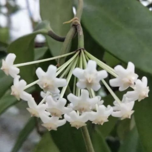 Hoya revolubilis ssp. white