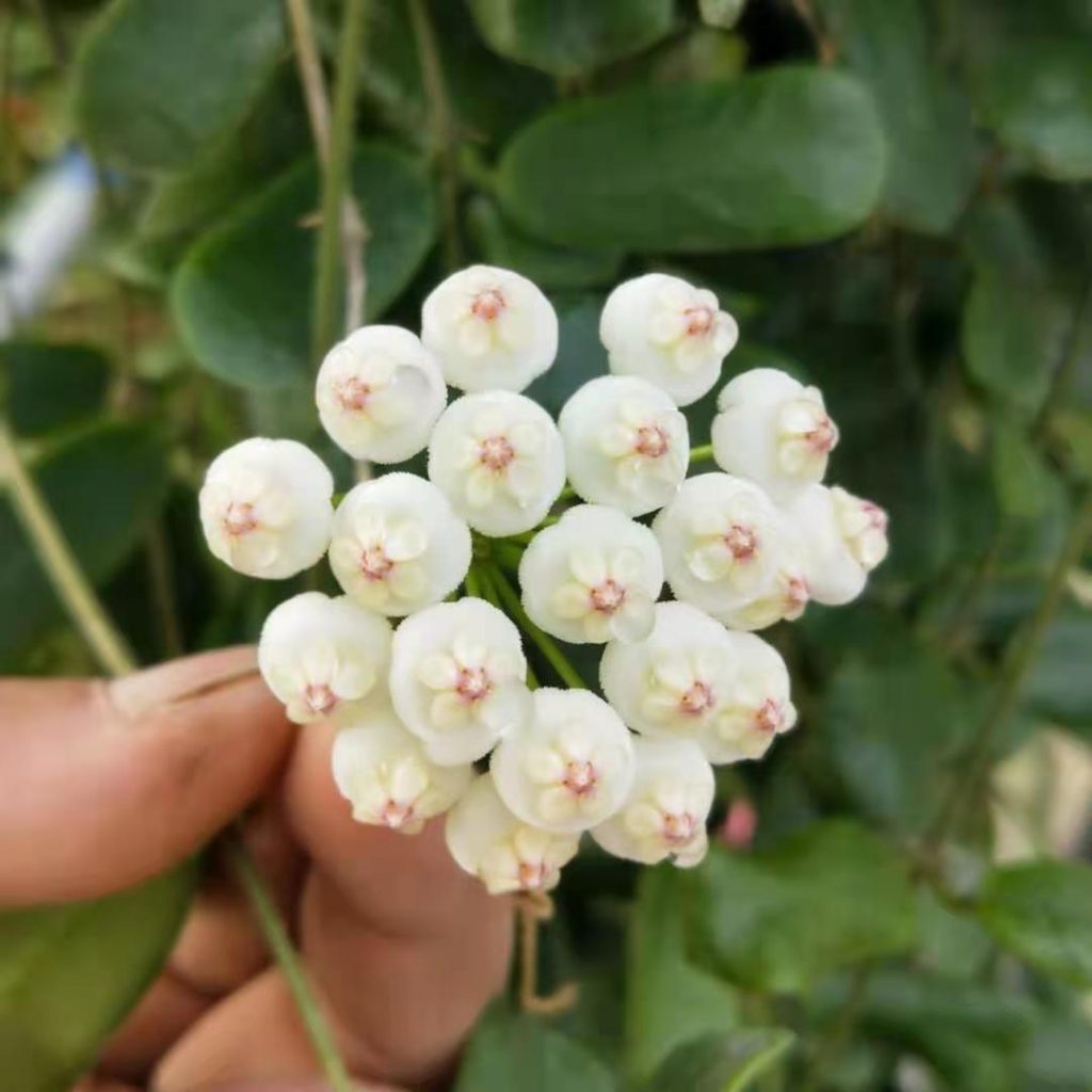 Hoya caudata ssp. red for sale HappyForest