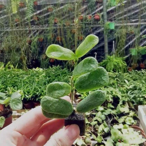 Hoya rotundiflora (square leaf)