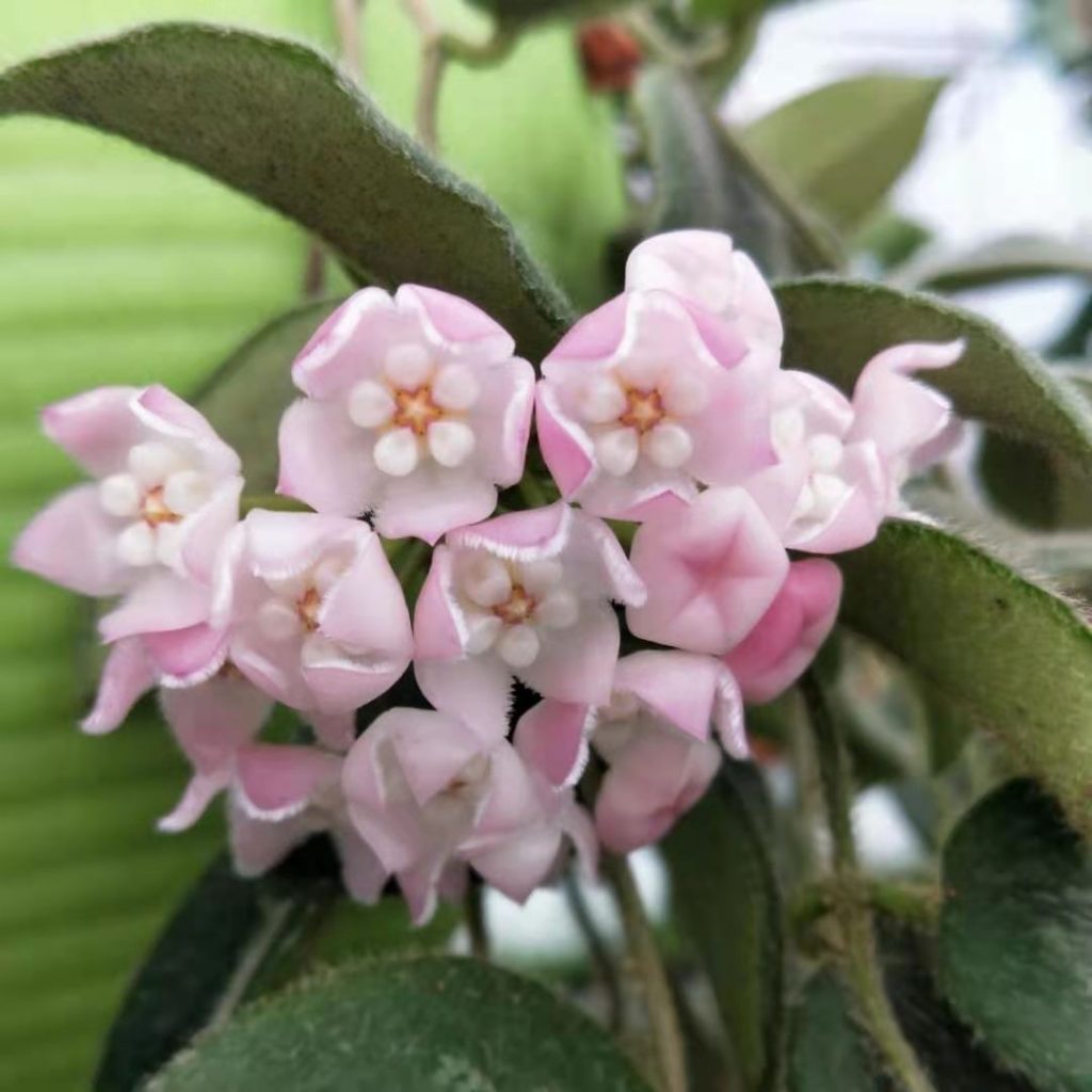 Hoya carnosa ssp. "freckles" splash for Sale HappyForestStore