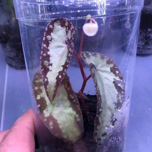 Begonia variabilis (Patch-II)