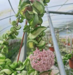 Hoya compacta variegata “mauna loa” for sale - HappyForestStore