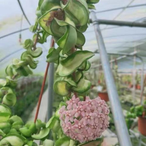 Hoya compacta variegata “mauna loa”