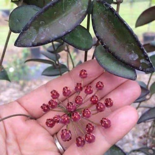 Hoya cv. rosita