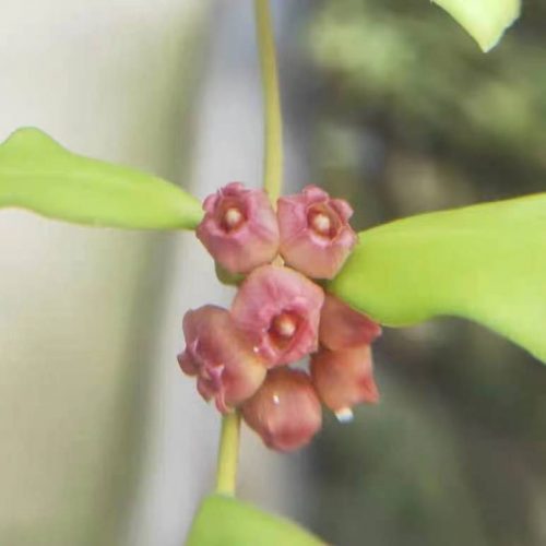 Hoya heuschkeliana ssp. pink