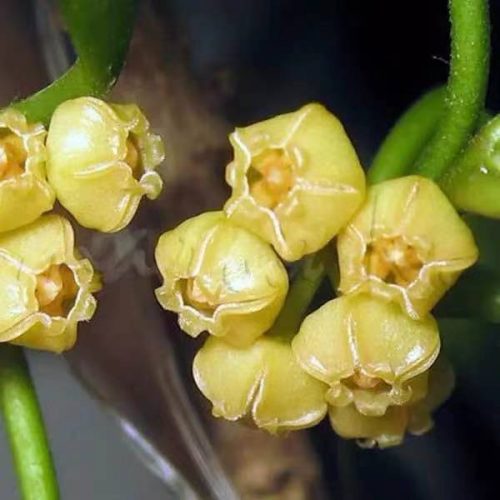 Hoya heuschkeliana ssp. yellow