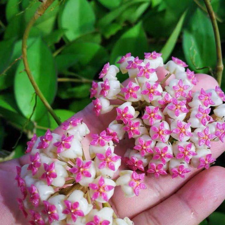 hoya icensis (023) for sale HappyForestStore