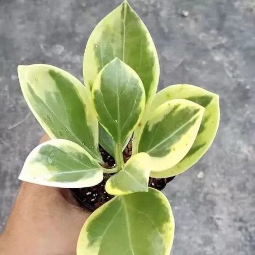 Hoya pachyclada Variegata long leaf