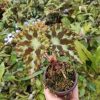 Begonia luzhaiensis var