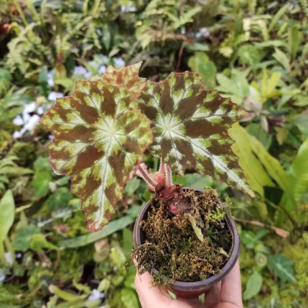 Begonia luzhaiensis var for Sale - HappyForestStore