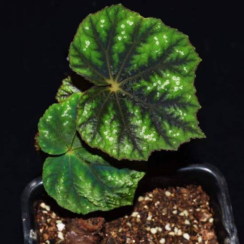 Begonia shiwanshanensis