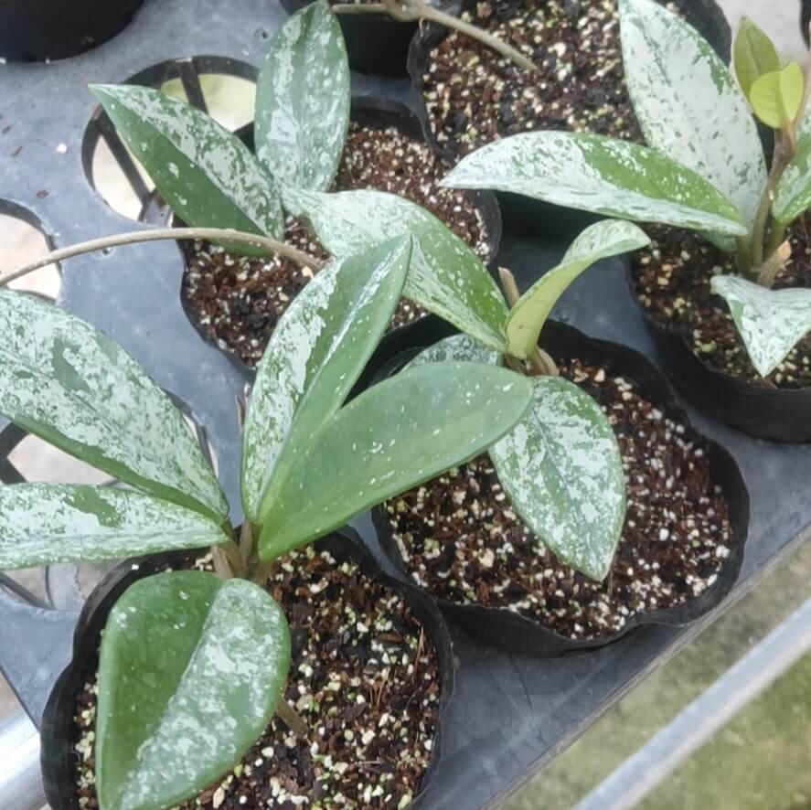 Hoya Carnosa Wilbur Graves White Flower for Sale HappyForest