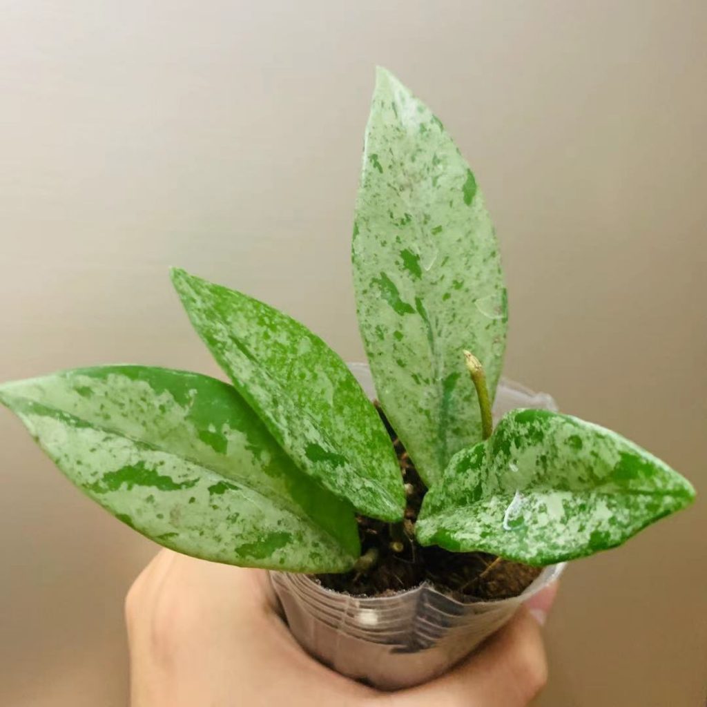 Hoya for Sale HappyForest