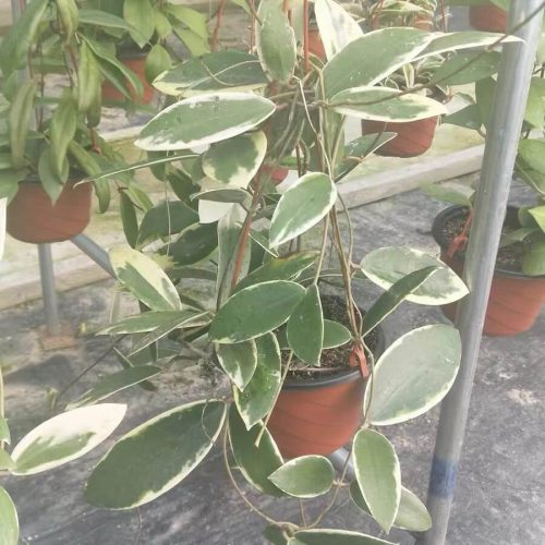 Hoya parasitica albomarginata