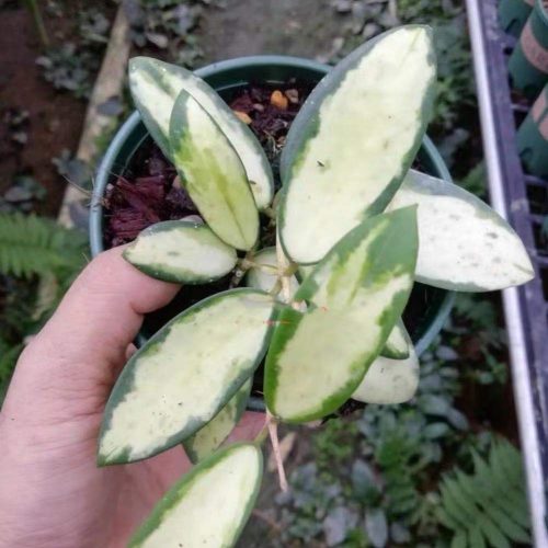 Hoya parasitica variegata in