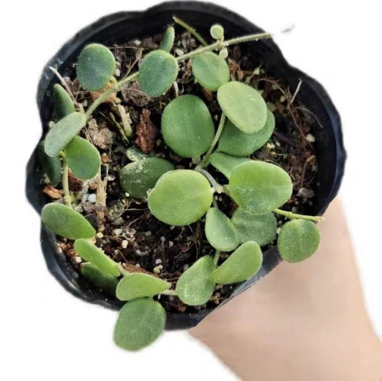 Hoya serpens for sale - HappyForestStore