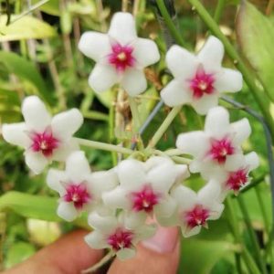 Hoya oblongata for sale - HappyForestStore