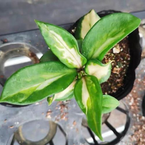 Hoya carnosa ssp. “brazil”