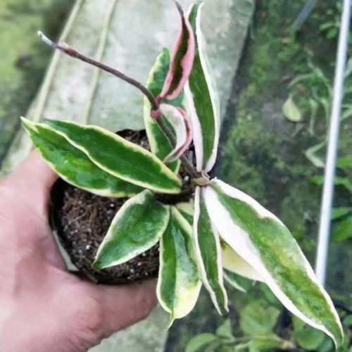 Hoya carnosa Krinkle albomarginata