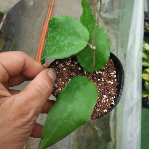 Hoya caudata ssp. big green leaf