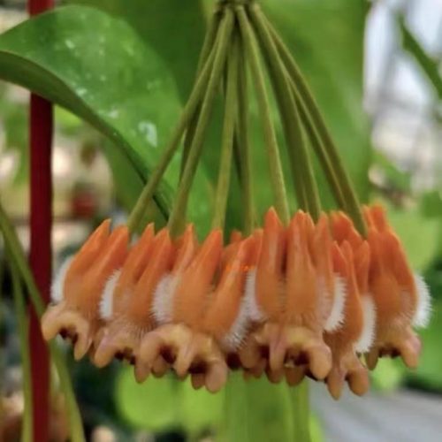 Hoya lasiantha Hybrid