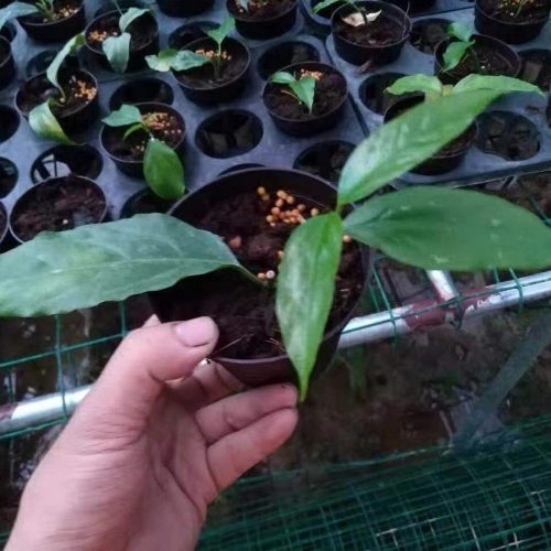 Hoya lasiantha Hybrid