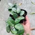 Hoya mathilde splash for sale - HappyForestStore