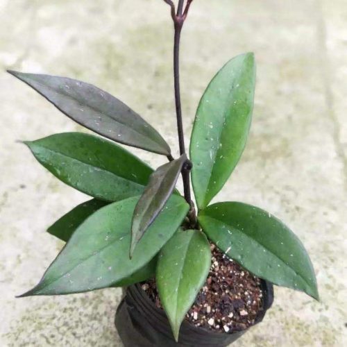 Hoya pubicalyx ssp. “black button”