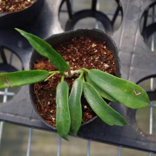 Hoya rostellata (sp.3)