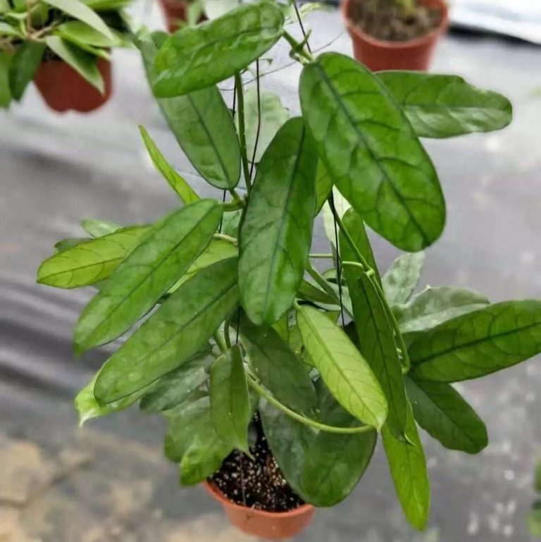Hoya endauensis for sale HappyForestStore