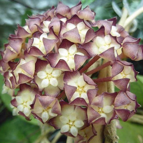 Hoya cv. jennifer