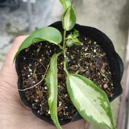 Hoya kenejiana variegata