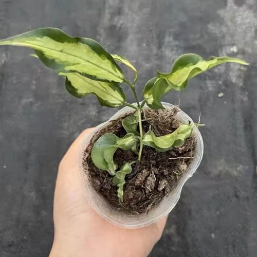 Hoya kenejiana variegata