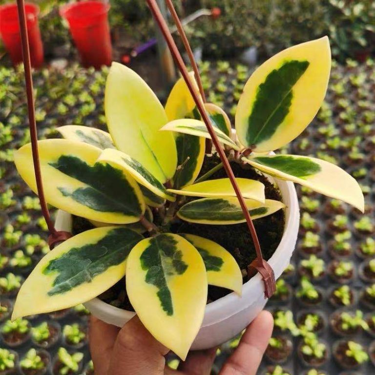 Hoya Biakensis Splash (Hoya IR26) for sale HappyForestStore