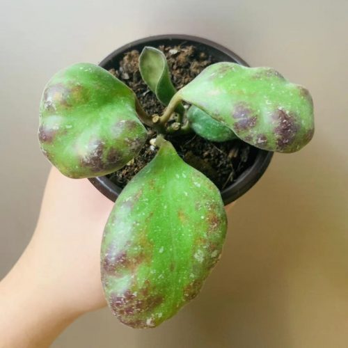 Hoya waymaniae (Round leaf)