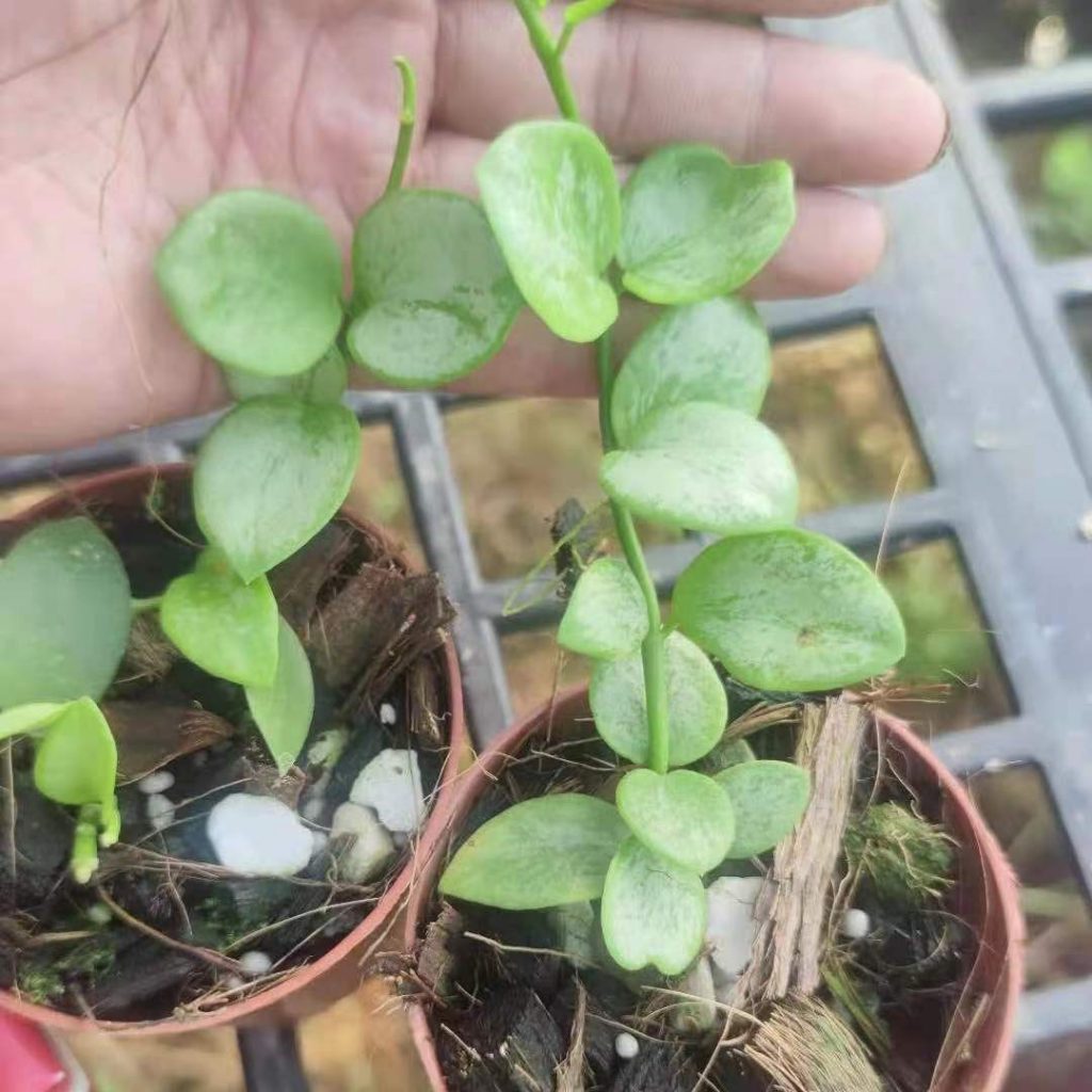 (Rare) Hoya carnosa Marianna for sale - HappyForestStore