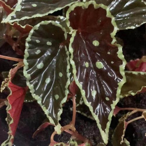 Begonia darth vader (Green spots)