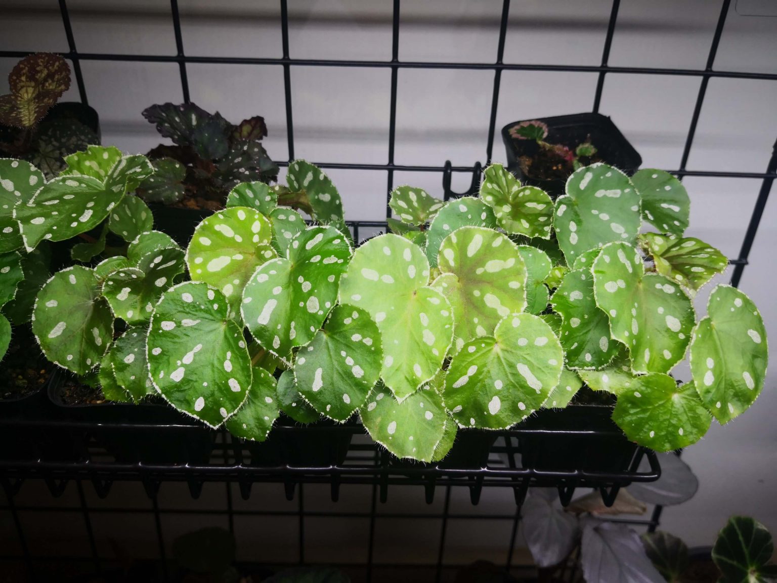 Begonia jiewhoei for Sale HappyForestStore