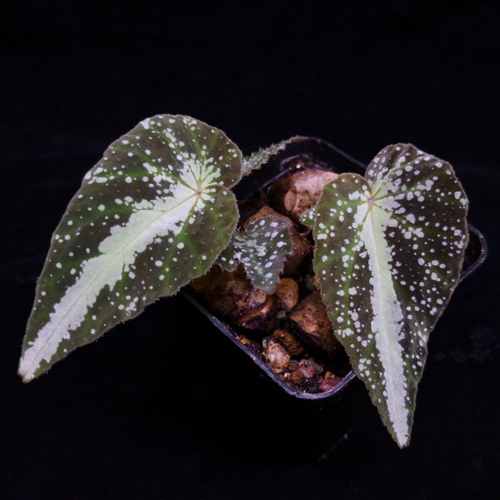 Begonia jiewhoei for Sale - HappyForestStore