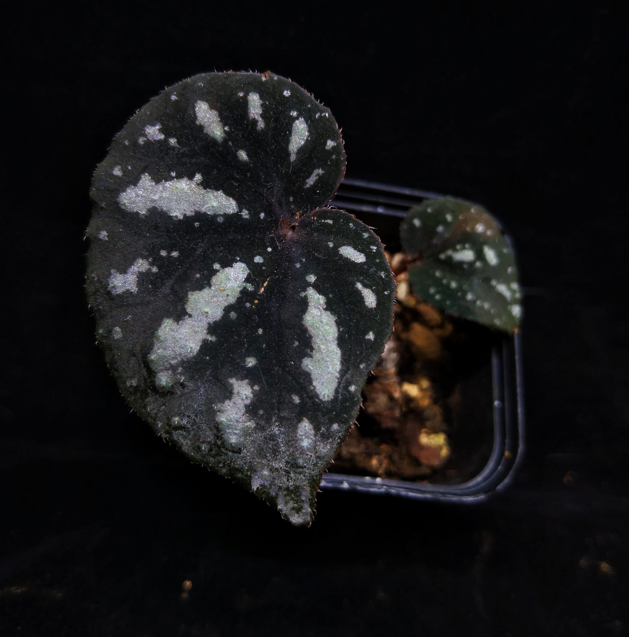 Begonia Sp Starry Sky Thin Leaves For Sale Happyforeststore