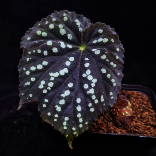 Begonia sp starry sky round leaves