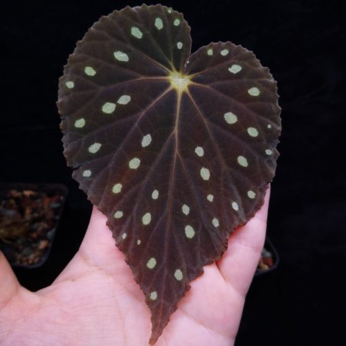 Begonia sp starry sky thin leaves
