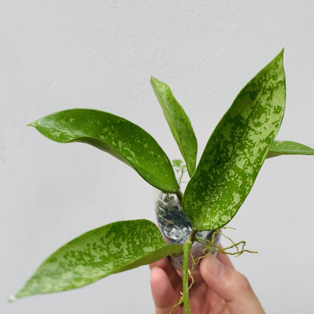 (Rare) Hoya pottsii splash - HappyForestStore