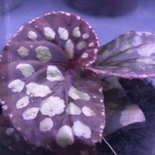 Begonia sp Kalimantan “umbrella”