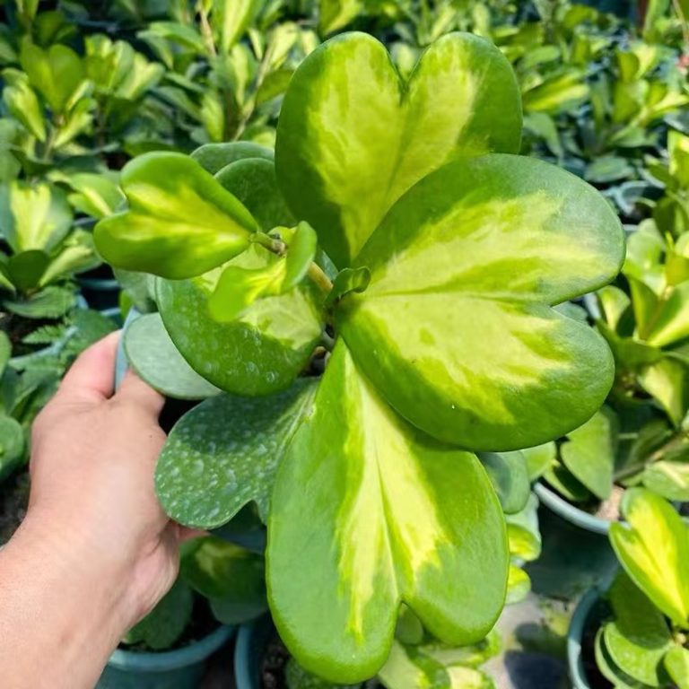 Hoya kerrii reverse variegated for sale HappyForestStore