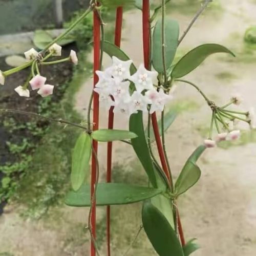 Hoya lyi narrow leaf