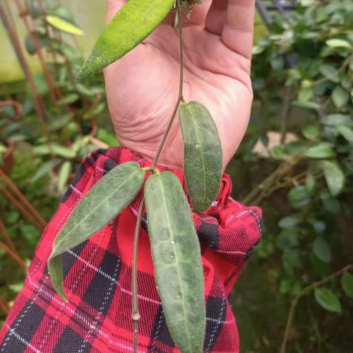 (Rare) Hoya hypolasia