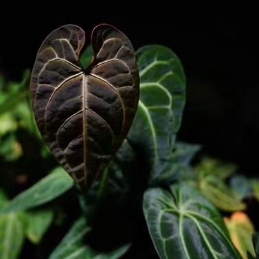 Anthurium regale  magnificum for sale - HappyForestStore